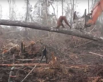 El orangután que peleó contra una excavadora