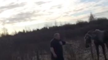 quiso rescatar a un alce pero todo salio mal quiso rescatar a un alce pero todo salio mal