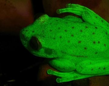 Es una rana única en el mundo