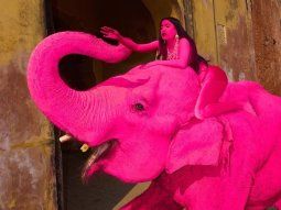 polemica en india: pintaron de rosa a una elefanta para una sesion de fotos y murio polemica en india: pintaron de rosa a una elefanta para una sesion de fotos y murio