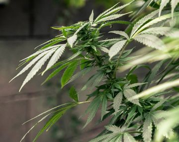 Sobreseyeron a un hombre que cultivaba marihuana porque lo hacía sin ostentación