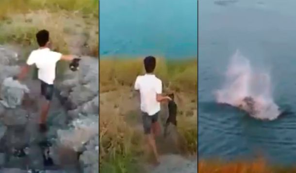 Horror: arrojan a un cachorrito a un lago para que se lo coman los cocodrilos