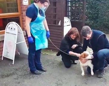 Encontraron a su perra después de años y el video estalla en las redes