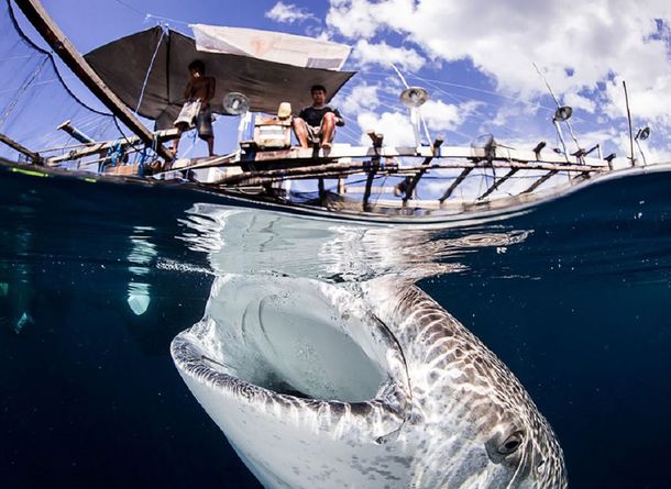 10 espectaculares fotos tomadas entre la superficie y el agua