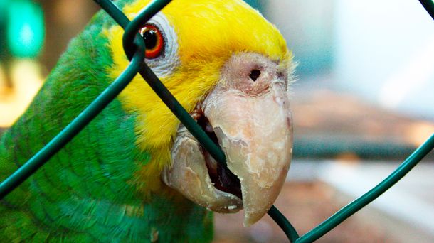 Insólito: un loro declara ante Policía por insultar a los vecinos