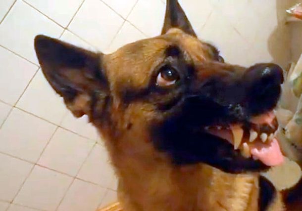 VIDEO: Los extraños cambios de ánimo de un perro