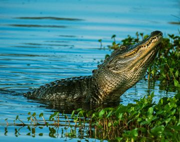 Viol&oacute; la cuarentena por el coronavirus y se lo comi&oacute; un cocodrilo