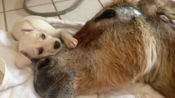 la conmovedora historia de un burrito moribundo y el perro de su salvadora la conmovedora historia de un burrito moribundo y el perro de su salvadora