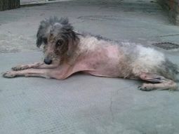 Gentileza Diario de Cuyo. Gentileza Diario de Cuyo.