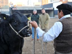 don marcelino, el primer animal en ingresar a la rural don marcelino, el primer animal en ingresar a la rural