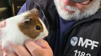 maltrato animal: rescatan mas de 60 animales de un pet shop en colegiales maltrato animal: rescatan mas de 60 animales de un pet shop en colegiales