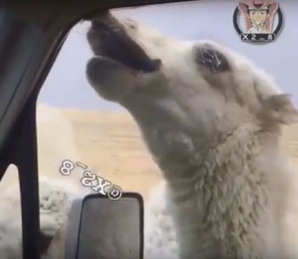 VIDEO: Un desalmado le agarró el labio con la ventana del auto a un camello