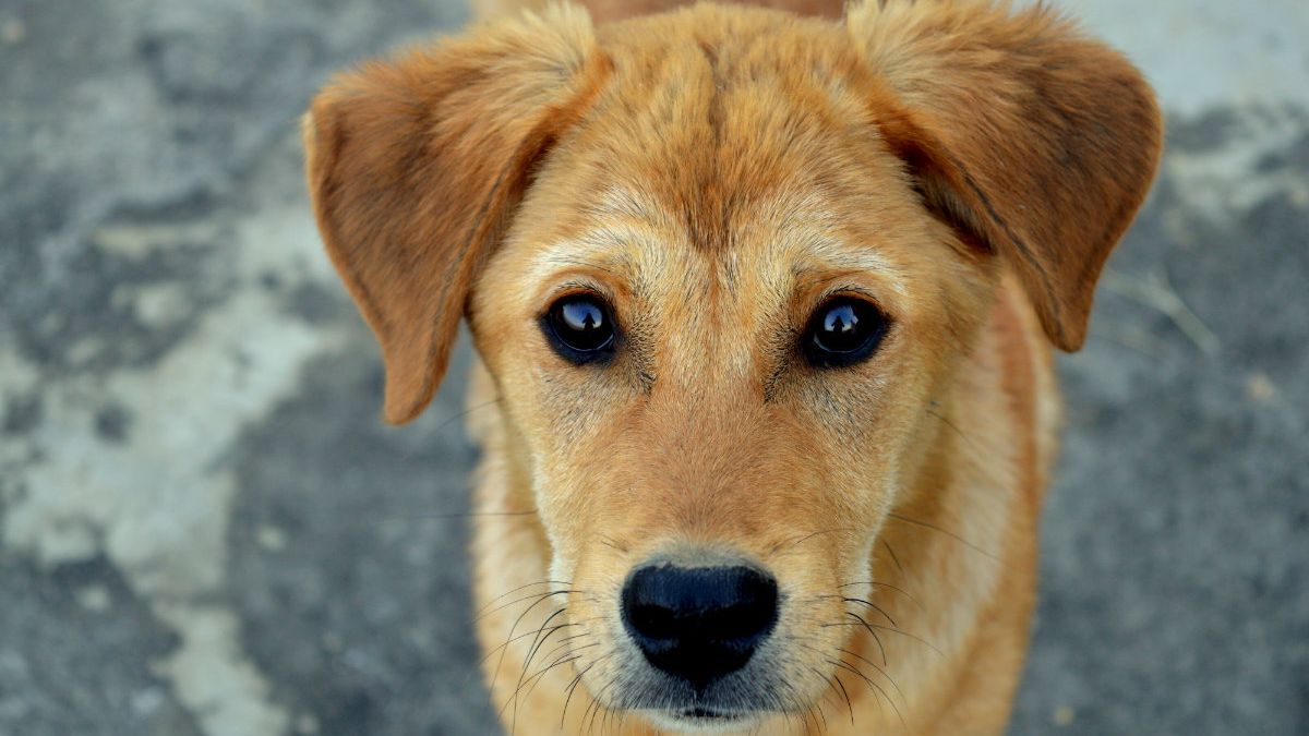 pueden los humanos contraer sepsis de los perros