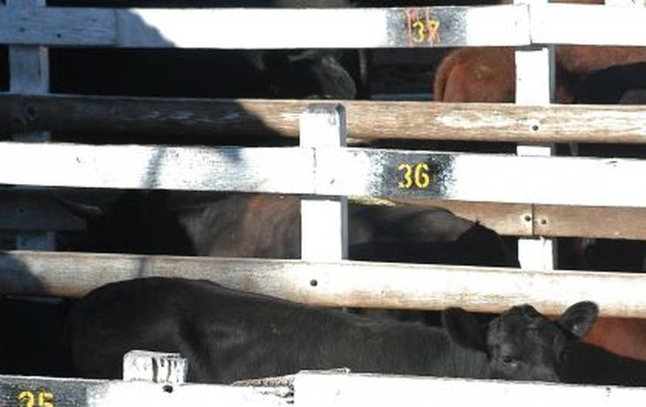 Vacas_DyN