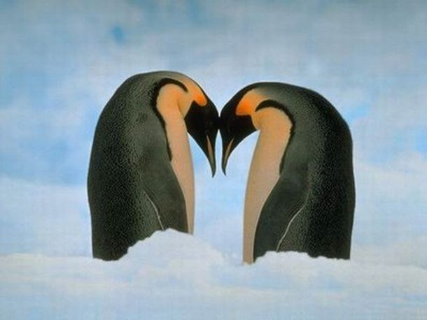 Amor-pinguinos