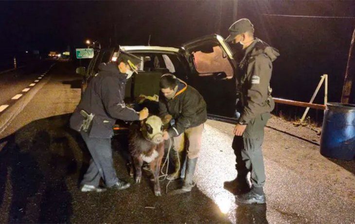 Violó las restricciones de circulación y le encontraron un ternero vivo en el baúl