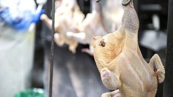 El MGAP sigue buscando la habilitación para exportar carne aviar a China. El MGAP sigue buscando la habilitación para exportar carne aviar a China.