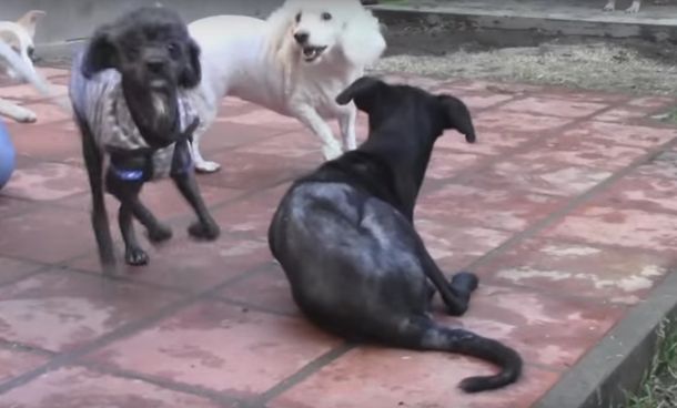 Perros refugio Las Renatas. Captura de pantalla