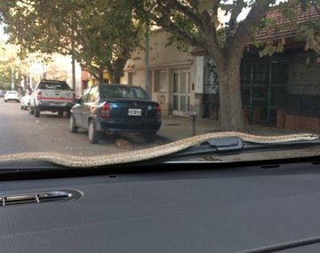 La culebra en el parabrisas
