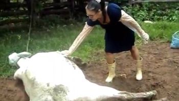 una mujer acaricio a una vaca que acababa de parir y recibio una patada una mujer acaricio a una vaca que acababa de parir y recibio una patada