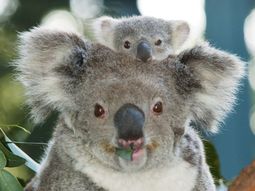 Koala