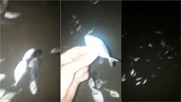 Peces muertos en la costa de Mar del Plata