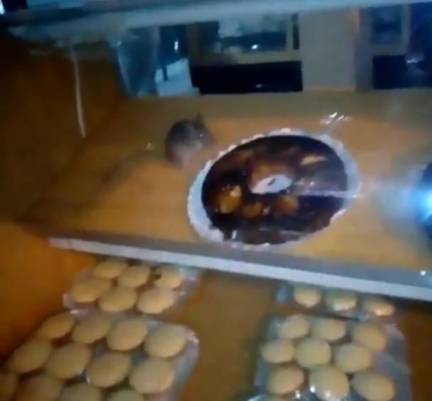 Encontró una rata en el mostrador de una panadería
