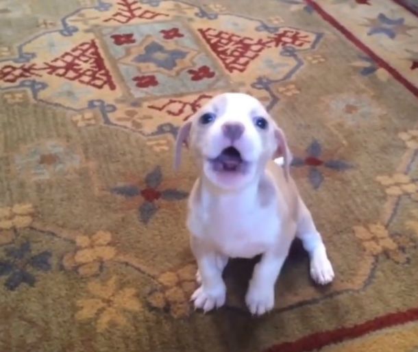 Estos perros ladran de una manera muy particular