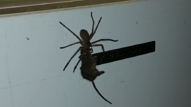 La araña cazó a una rata más grande que ella