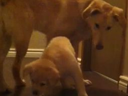 Daisy y un empujoncito amistoso