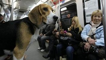 En los metros de Londres, Barcelona y Madrid ya se puede viajar con mascotas e incluso en horas pico En los metros de Londres, Barcelona y Madrid ya se puede viajar con mascotas e incluso en horas pico