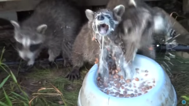 VIDEO: Un mapache al que le gusta tanto la leche que casi se ahoga