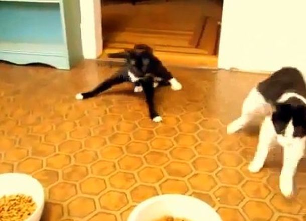 Dos gatos anestesiados y muertos de hambre luchan por su equilibrio