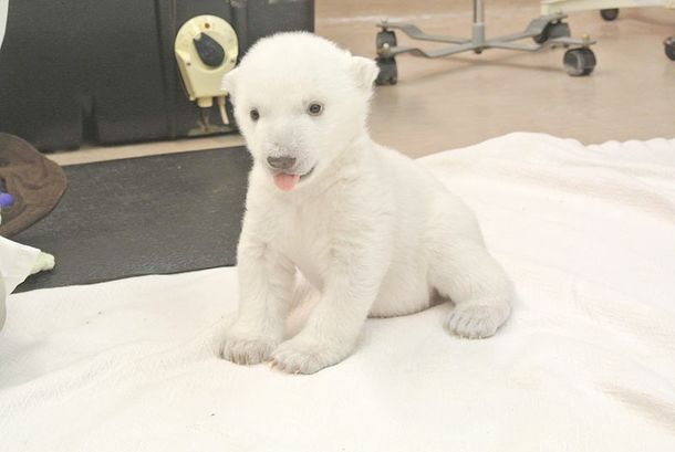 VIDEO: Los primeros pasos de un oso polar bebé fueron registrados por una cámara