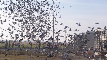 Trucos para el hogar: el uso del papel de aluminio que ayuda a espantar las aves del balcón o del hogar Trucos para el hogar: el uso del papel de aluminio que ayuda a espantar las aves del balcón o del hogar
