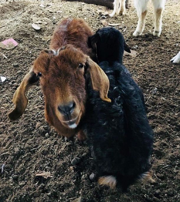 Piden ayuda para convertir un santuario de animales en un hospital veterinario