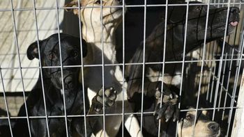 Algunos perros aparecieron ahogados Algunos perros aparecieron ahogados