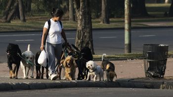el gobierno porteno comprara 10 millones de bolsas para recoger las heces caninas