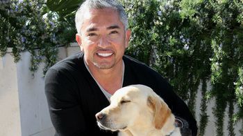 denunciaron por maltrato animal a cesar millan, de el encantador de perros denunciaron por maltrato animal a cesar millan, de el encantador de perros