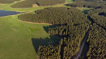 En diciembre de 2022 se registraron los primeros envíos de madera a la Zona Franca Durazno, donde opera UPM 2. En diciembre de 2022 se registraron los primeros envíos de madera a la Zona Franca Durazno, donde opera UPM 2.