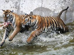 discutio con una amiga en un zoologico, salio del auto y la mato un tigre discutio con una amiga en un zoologico, salio del auto y la mato un tigre