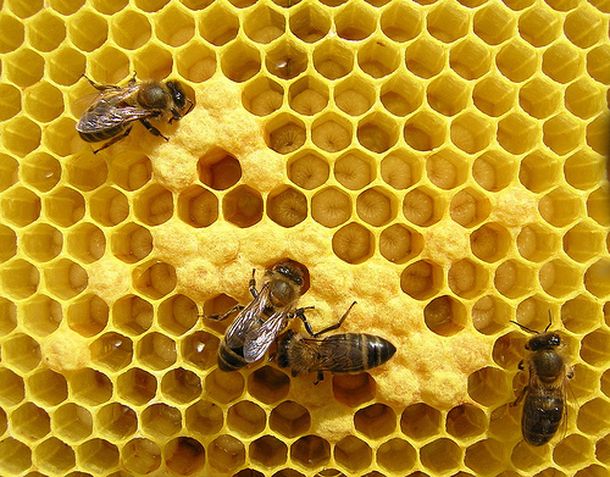Murió al tratar de masturbarse con un panal de abejas