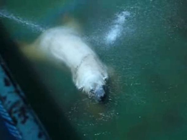 Refrescan con mangueras a Arturo, el único oso polar en la Argentina