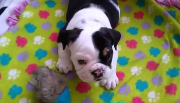 Bonsai, el bulldog que padece una extraña enfermedad y es furor en la web