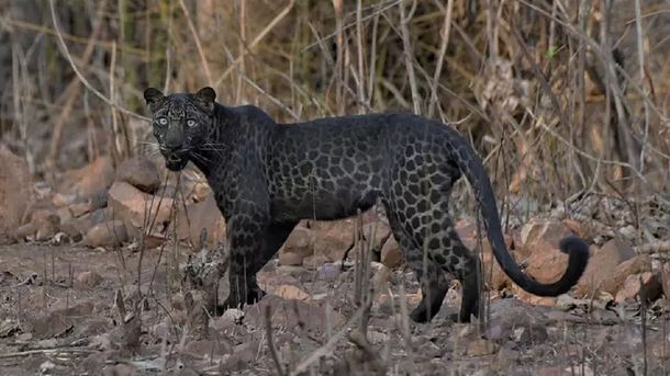 India: vieron a un extraño leopardo negro