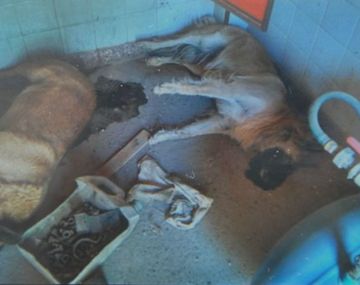 Denuncian una matanza de perros en el predio del hospital Posadas