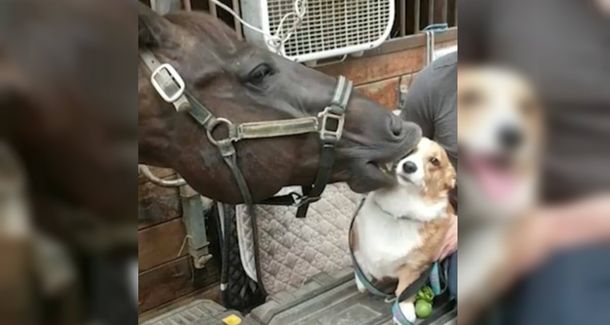 Phoenix no puede mantenerse lejos de su amigo