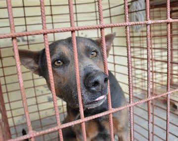 Un perro mordió a una mujer y su dueño beberá indemnizarla. Foto: Los Andes.
