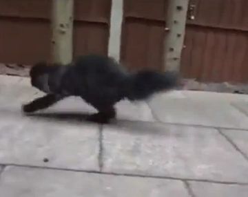 Caffrey, el gato bípedo