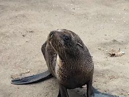 triste postal del ciclon extratropical en mar del plata: un lobito marino quedo varado en la playa triste postal del ciclon extratropical en mar del plata: un lobito marino quedo varado en la playa